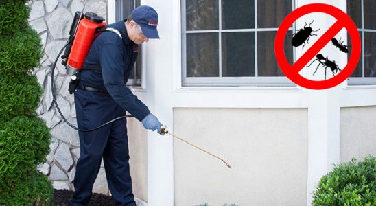 Poligon Hamam Böceği İlaçlama böcek ilaçlama ve haşere kontrolü — ilaclama-tr.com